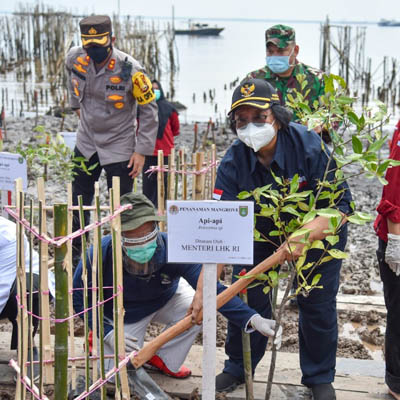 Menteri LHK Tanam Mangrove di Dumai, PEN Mangrove 2021 di Riau Dimulai